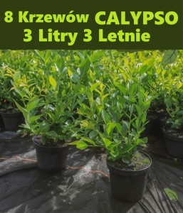 Borówka Calypso 8 Krzewów 