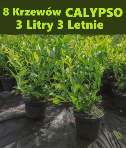 8 krzewów CALYPSO.jpg