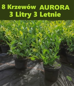 Borówka Aurora 8 Krzewów 
