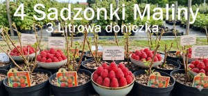 Malina Jesienna AMBRA 4 sztuki 3 litry doniczka